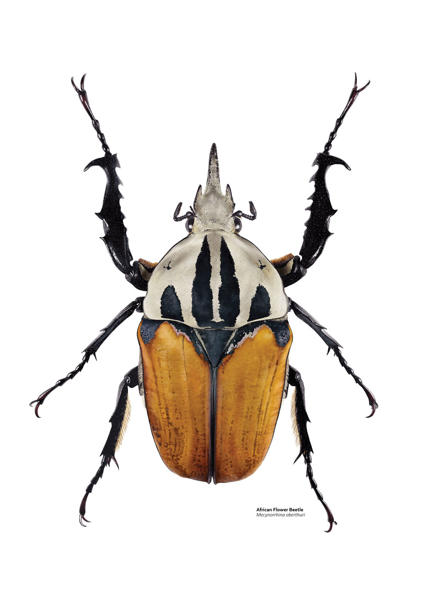 Detailed illustration of an African flower beetle - an orange, black and white scarab beetle