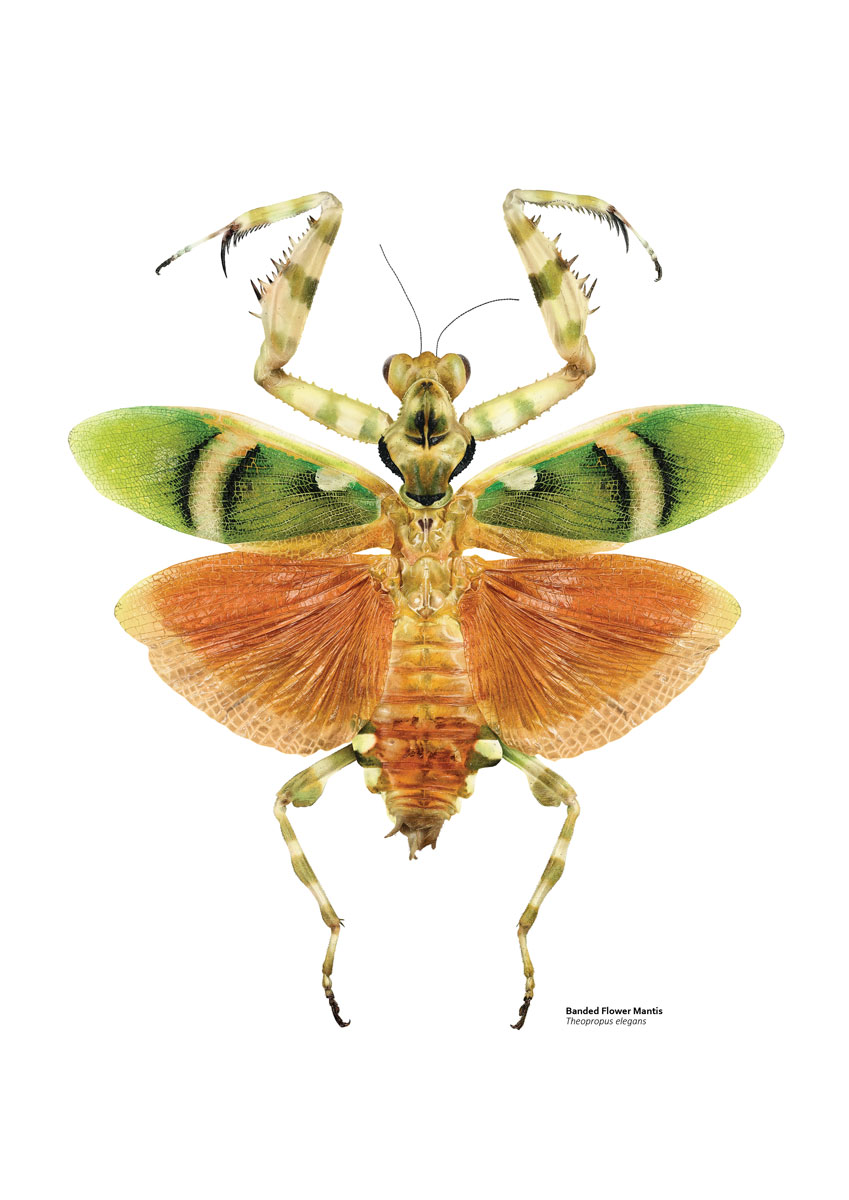 Illustration of a praying mantis with green and orange wings