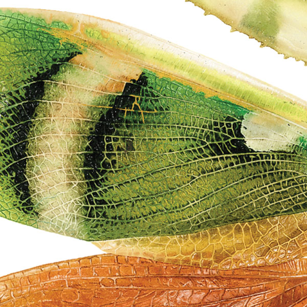 Close up of the mantis' wing showing detailed drawing of the veins