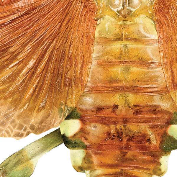 Close up of the mantis's wing and thorax showing detailed mark making