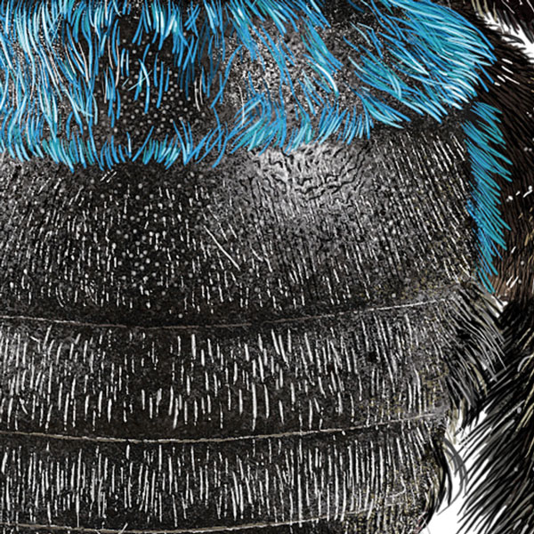 Close up showing the blue fur and shiny black of the bee's abdomen