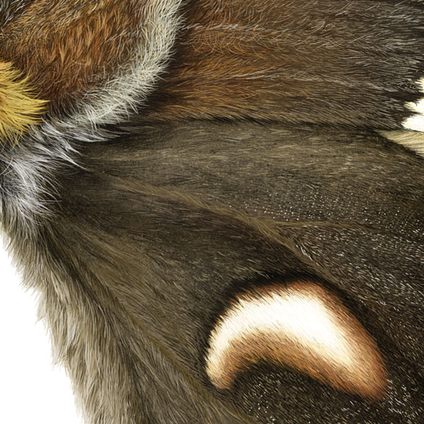 Close up showing the moth's wing getting furry as it nears the body 