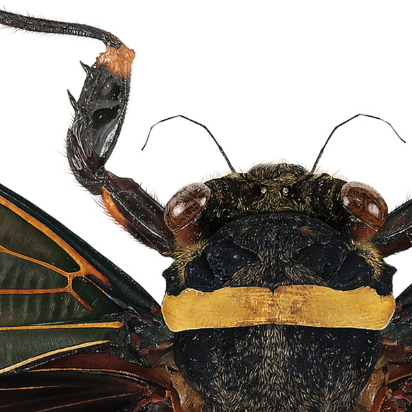 Close up showing the cicada's head and slightly furry thorax