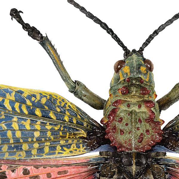 Close up showing the grasshopper's head and thorax