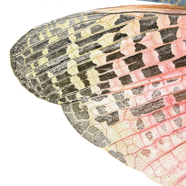 Close up showing detail of the grasshopper's wing. It has pink veins with black and yellow areas at the tip.