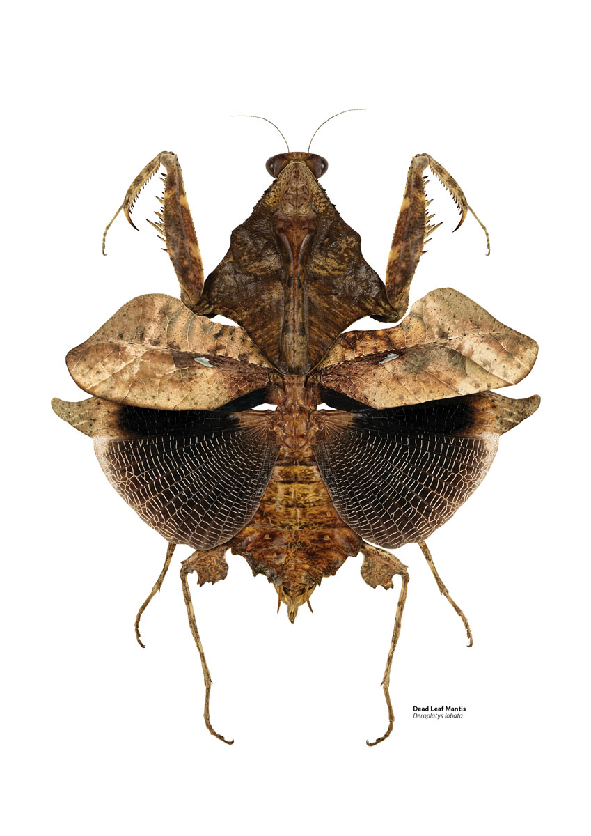 Detailed illustration of a mottled brown mantis that's camouflage d to appear like a dead leaf