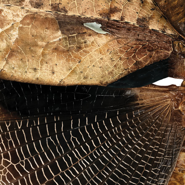 Close up showing detail of the mantis's wings. The top wing is mottled brown to appear like a dead leaf whereas the lower wing is a deep black with light veins