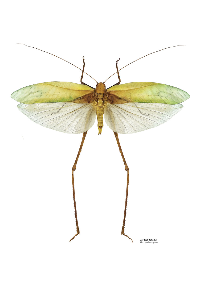 Illustration of a katydid with large wings. The upper wings are green and resemble a leaf