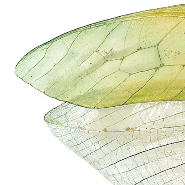 Close up showing the tip of the katydid's wings. The upper wing is green like a leaf whereas the lower wing is transparent