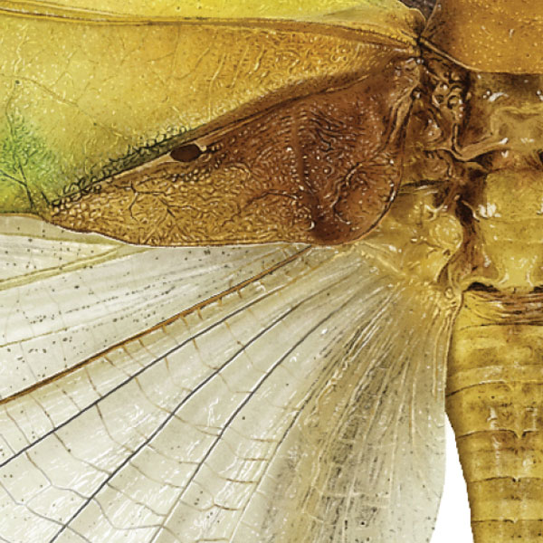 Close up showing the detailed drawing of the katydid's wings and abdomen