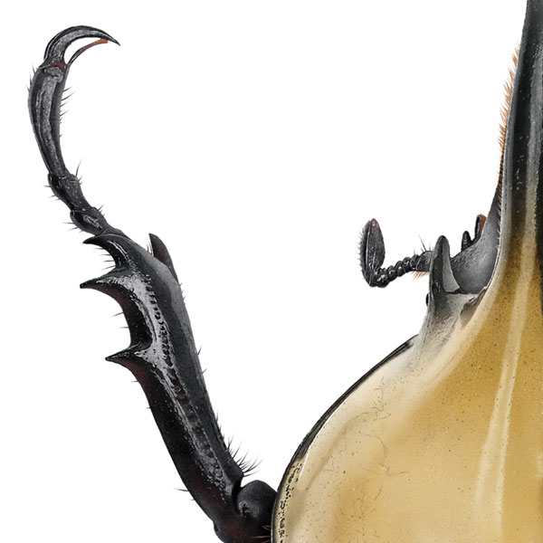 Close up showing the beetle's spiny leg