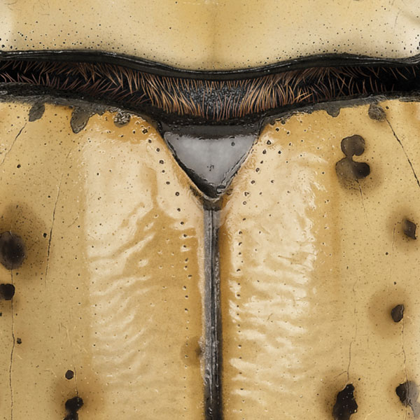 Close up showing the detailed mark making that created this beetle's shiny elytra