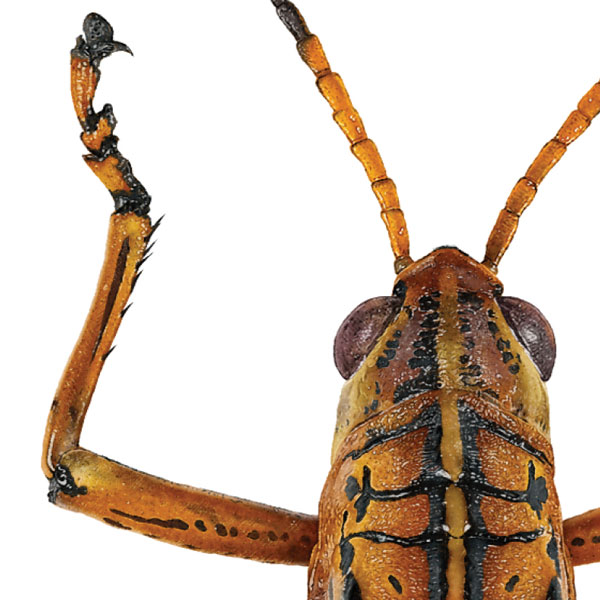 Close up showing the grasshopper's head and front leg. Mostly a yellowy brown with black marks.