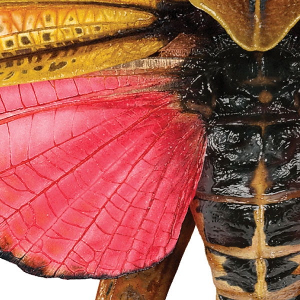 Close up showing the grasshopper's vibrant pink lower wing