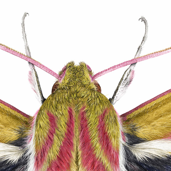 Close up showing the moth's furry head and thorax. This is mostly yellow with striking pink stripes