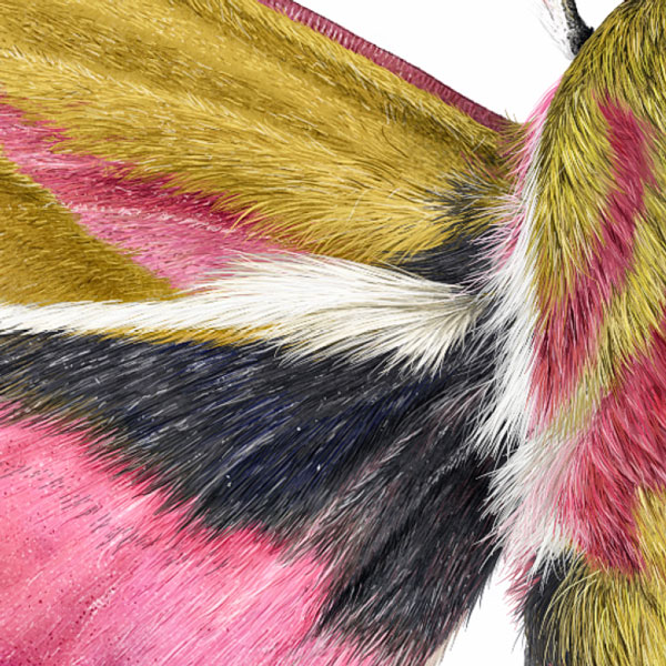 Close up showing the moth's furry wings. There's a combination of yellow, pink, black and white areas