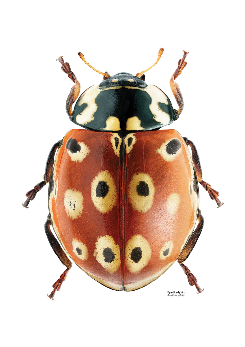 Illustration of a red and black ladybird with striking yellow and black markings on the abdomen which resemble eyes