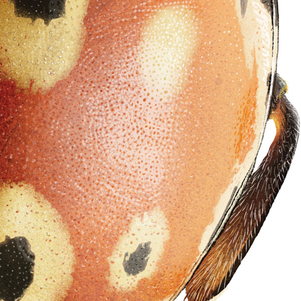 Close up of the ladybird's red abdomen showing a pitted surface texture