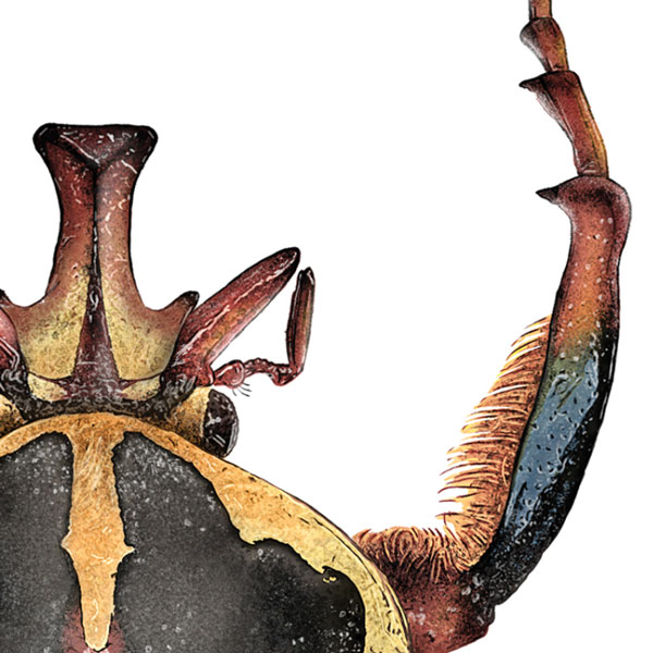 Close up showing the beetle's unusual head with a blunt protrusion