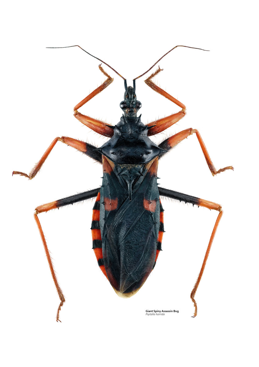 Illustration of a stunning black and red assassin bug