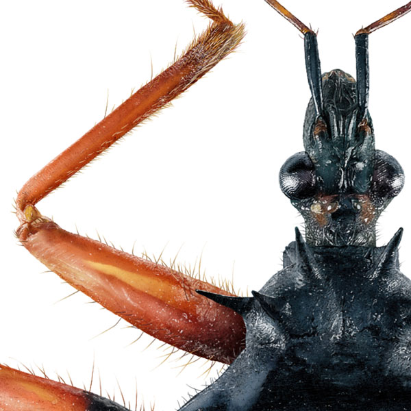 Close up illustration of the assassin bug's spiny thorax and bright orange leg