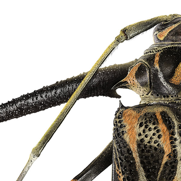 Close up showing the pitted surface of the beetle's leg and abdomen