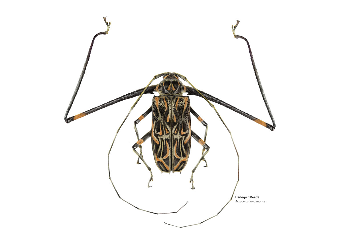 Illustration of a beetle with extremely long front legs