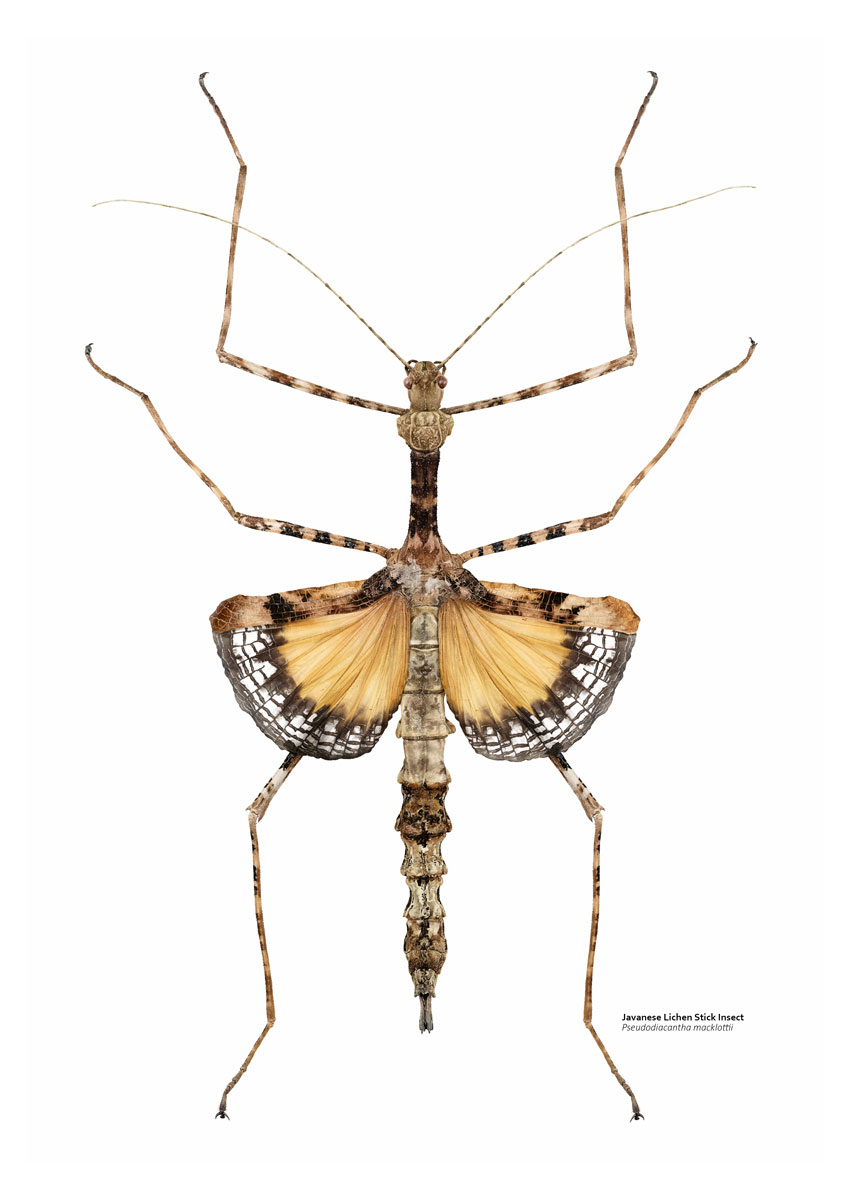 Illustration of a well camouflaged brown stick insect with orange wings 