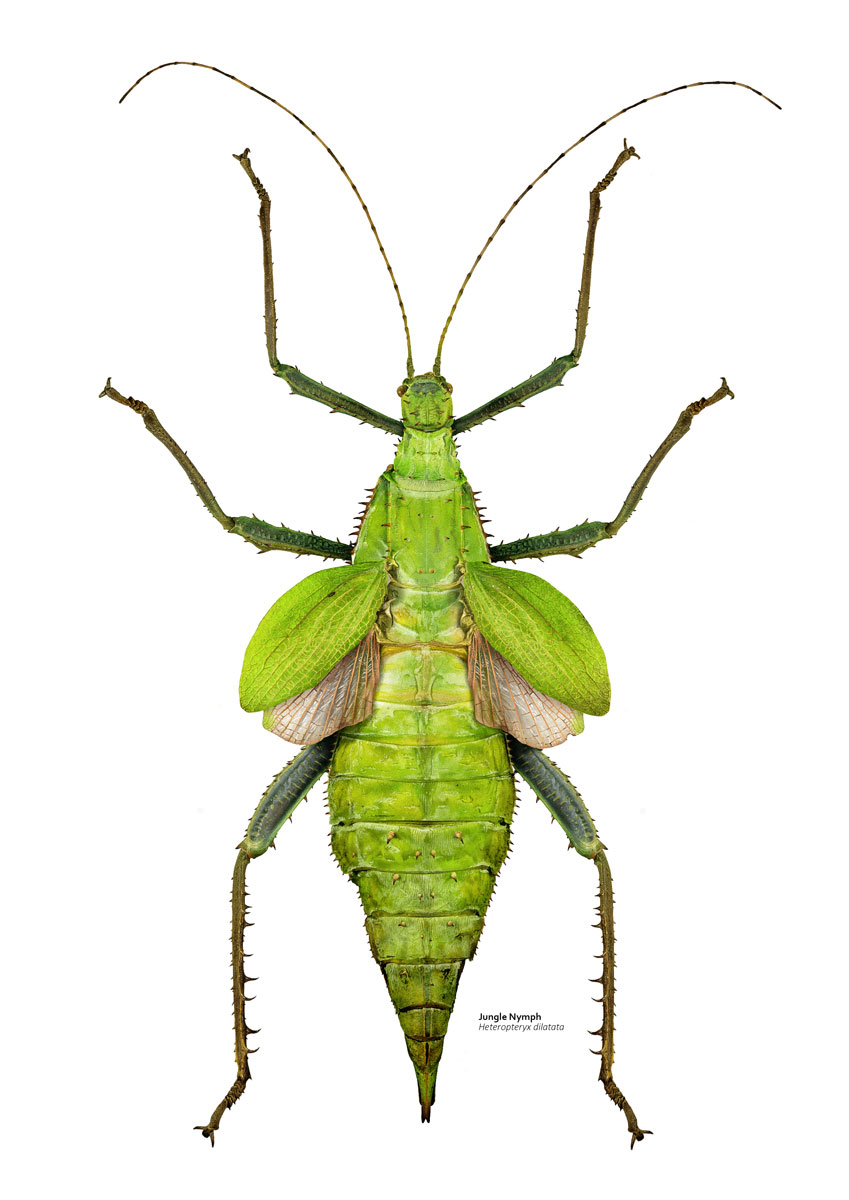 Illustration of a vibrant green insect with small transparent wings