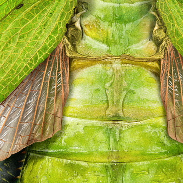 Close up showing detail of the wings and abdomen