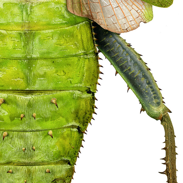 Close up showing the green abdomen covered in a number of small spines