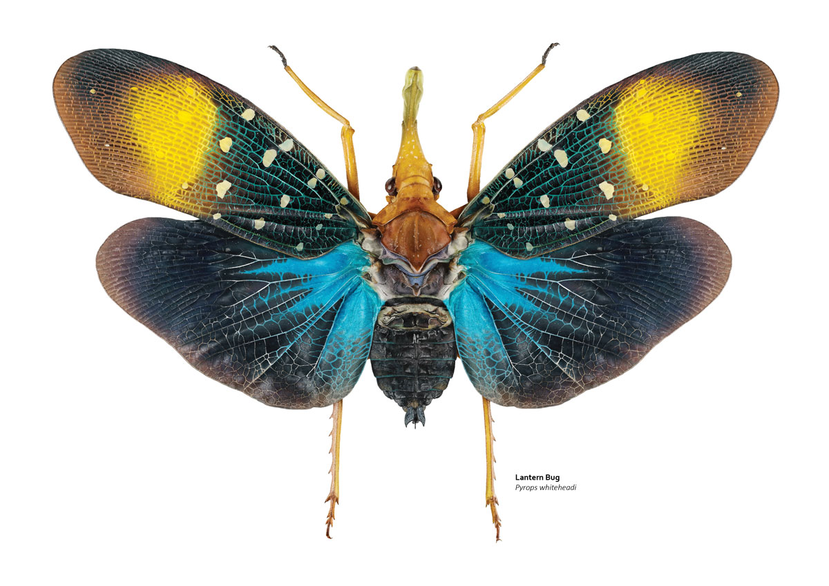 Illustration of aspotted lantern bug. It has large yellow spots on its upper wings and an elecrtic blue and black lower wings