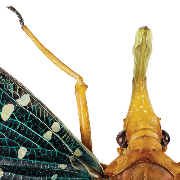 Close up showing the bug's long orange snout