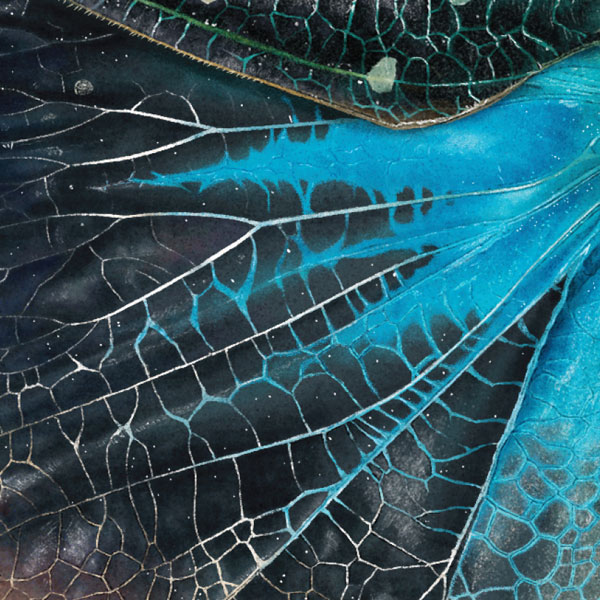 Close up showing electric blue veins on the black lower wing