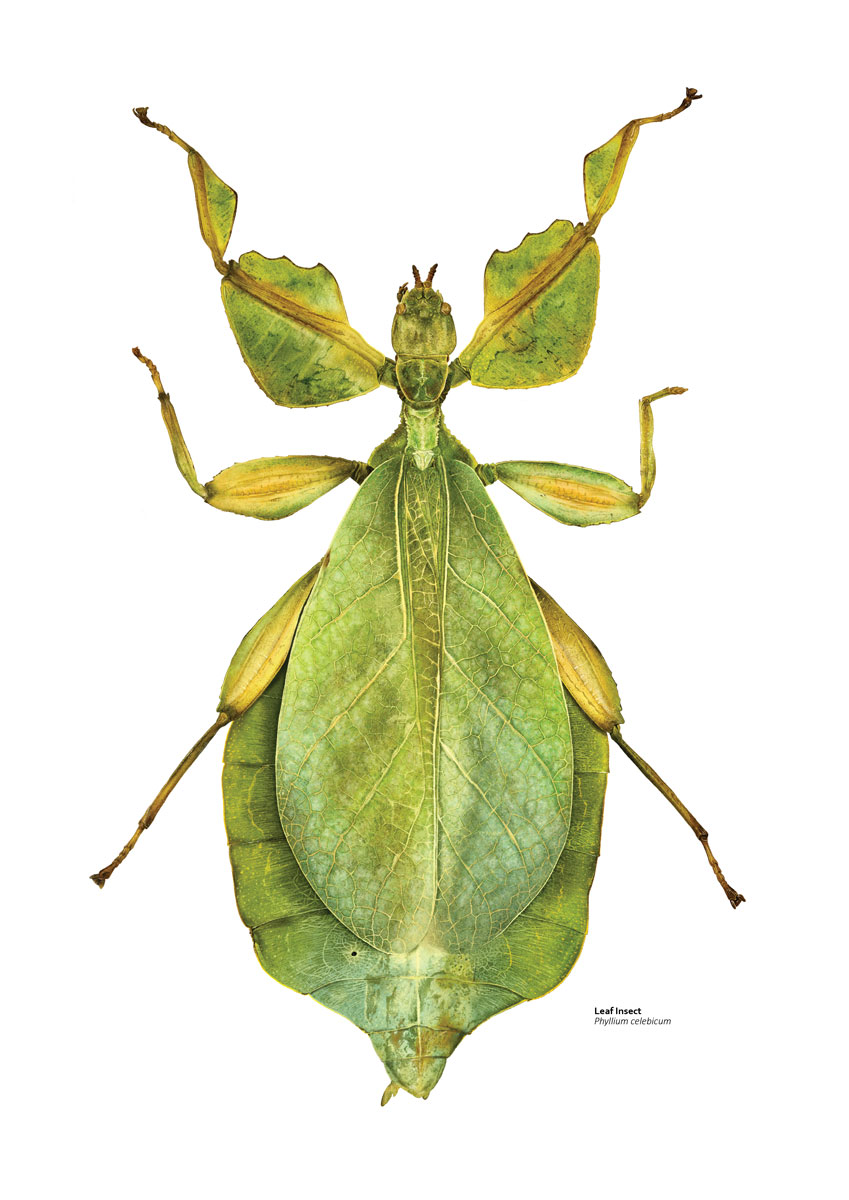 Illustration of a green leaf insect, so called because its body really looks like a fresh leaf