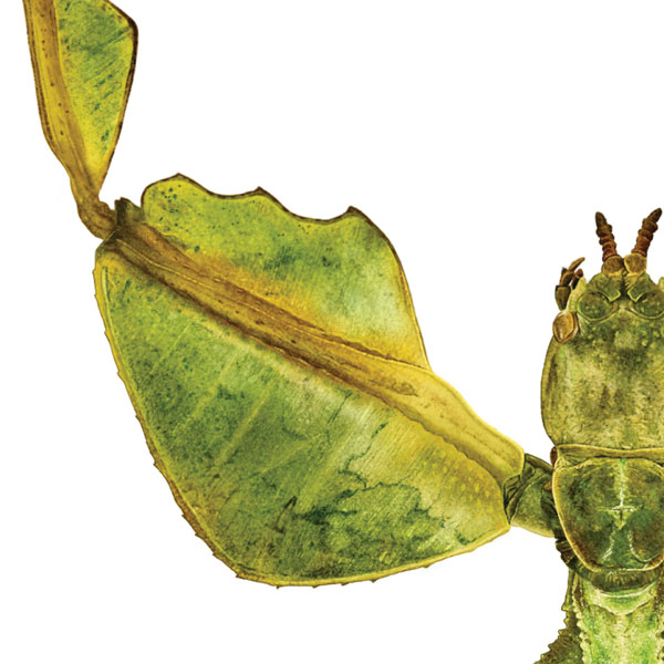 Close up showing part of the insect's front leg, shaped like a small leaf