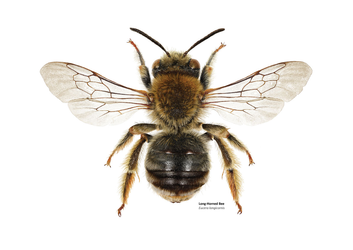 Illustration of a furry brown and black bee with transparent wings