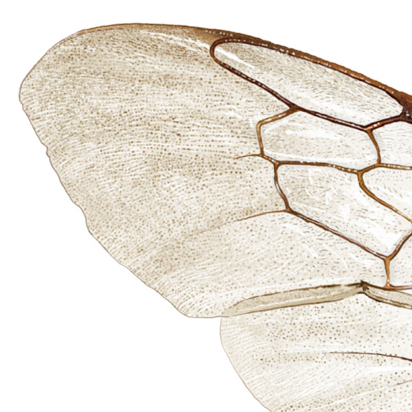 Close up of the bee's transparent wing