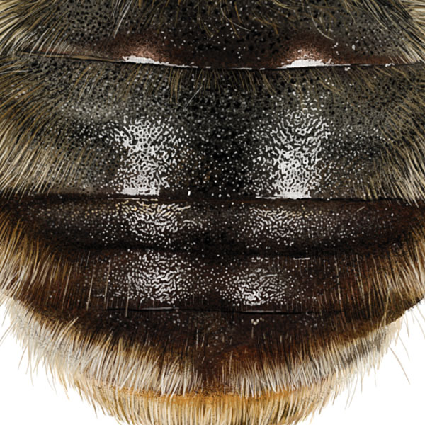 Close up of the bee's shiny and slightly furry abdomen