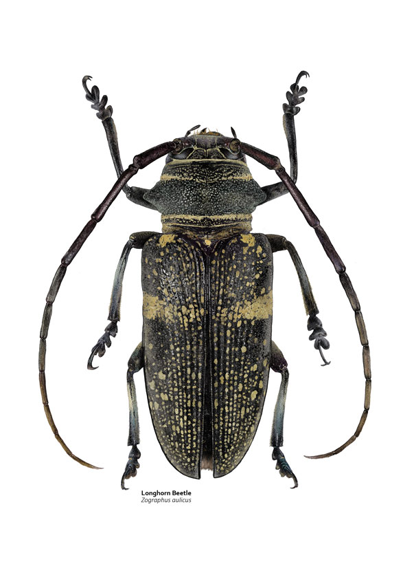 Illustration of a black and yellow beetle, most notable for its thick, long antennae