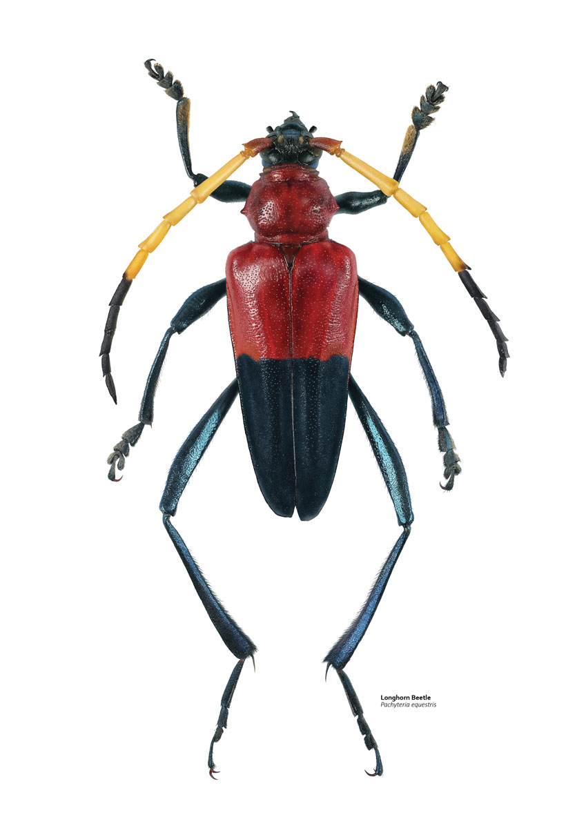 Illustration of a bright red and black beetle with yellow antennae