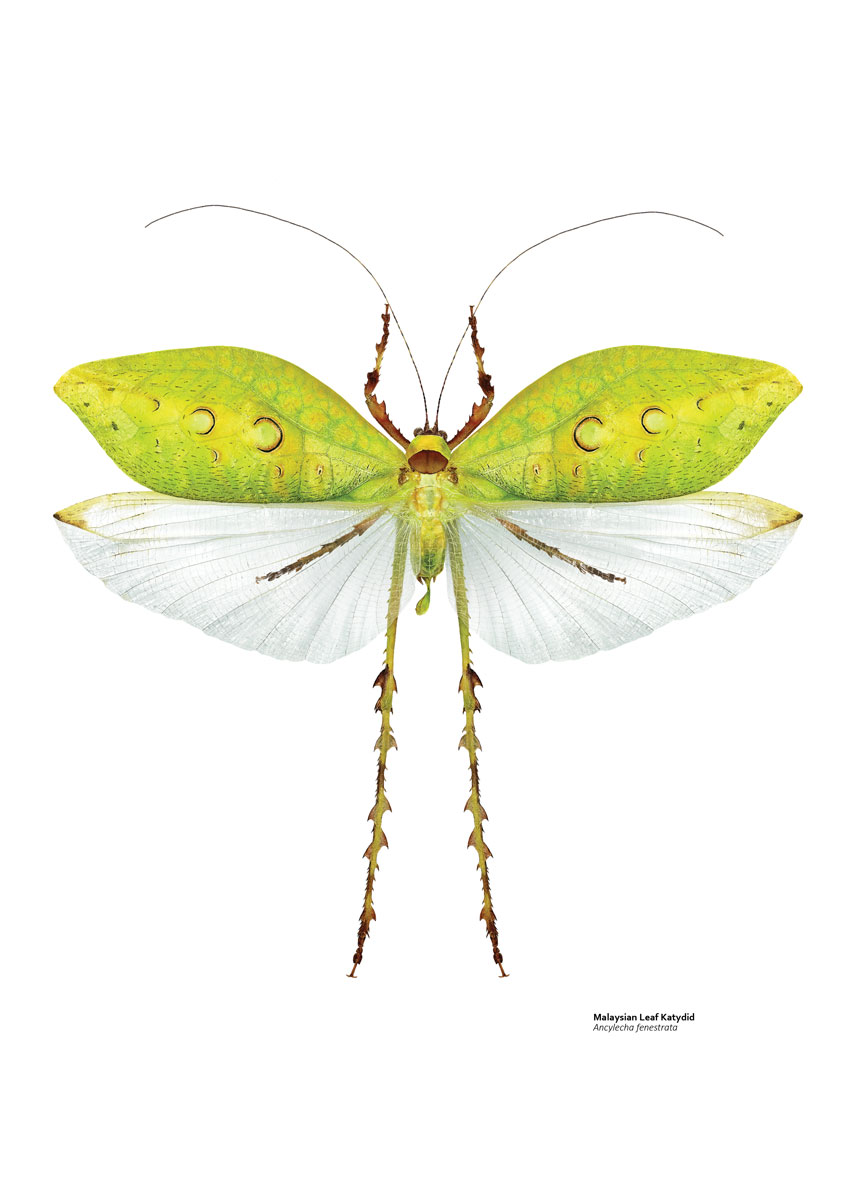 Illustration of a leaf-like katydid with large green upper wings and transparent lower wings