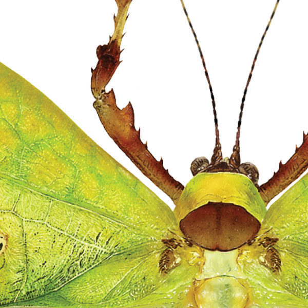 Close up showing detail of the katydid's spiky brown leg and green body