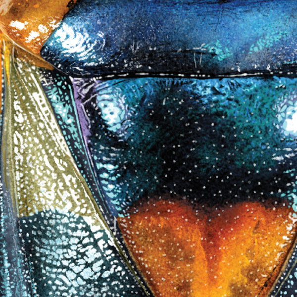 Close up showing the many colours of the bug's body, with mostly shiny blue