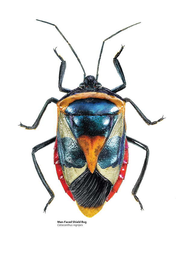 Illustration of a blue, orange and red shield bug