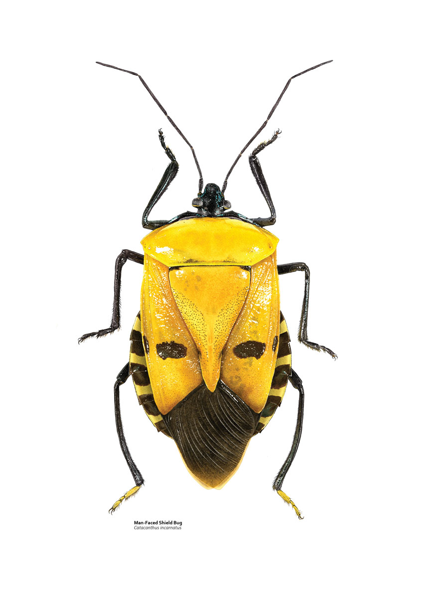 Illustration of a bright yellow shield bug