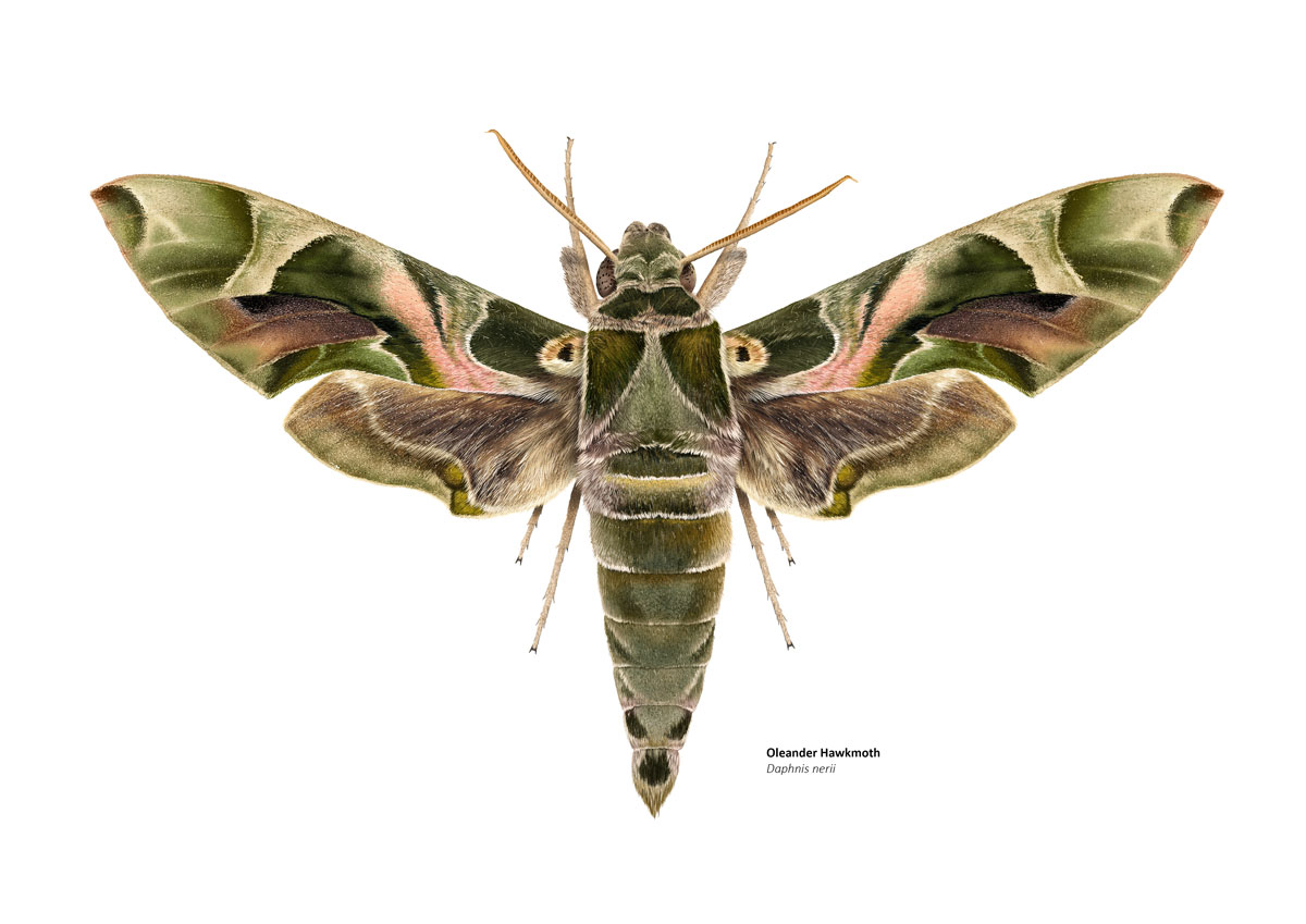 Illustration of a green hawkmoth with small pink areas on its wings