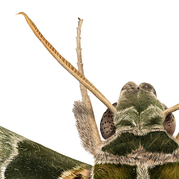 Close up showing the moth's head and furry leg