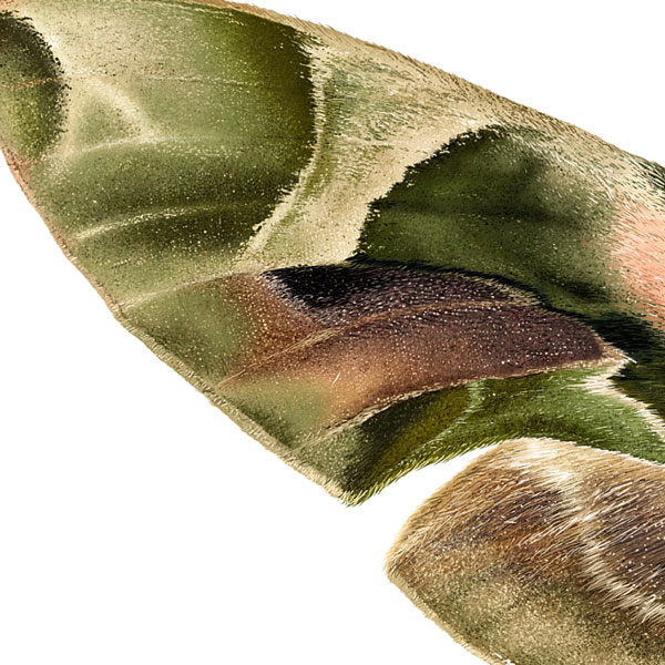 Close up showing detail of the moth's wing, becoming furry as it nears the body