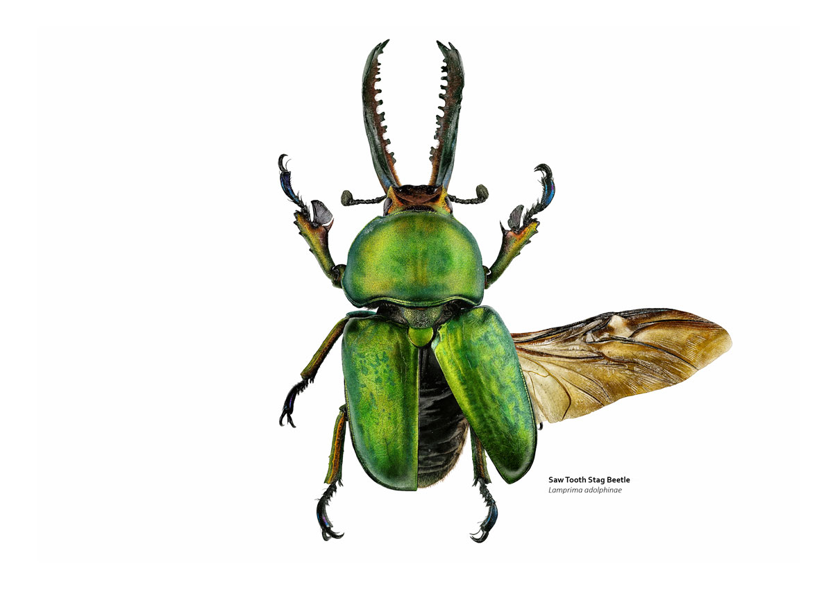 Illustration of a green stag beetle with the right wing unfolded